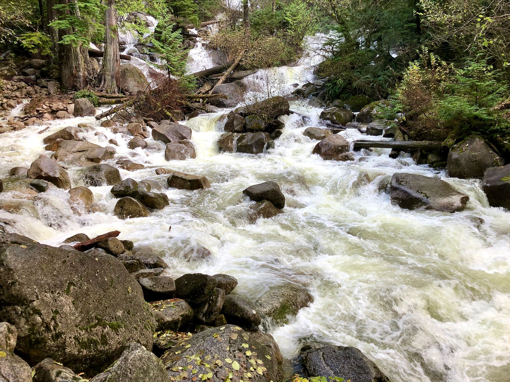 Water flows down over smooth rocks in a Pacific Northwest Lower Mainland forest.